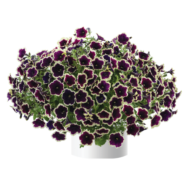 Petunia Cascadias Rim Majenta