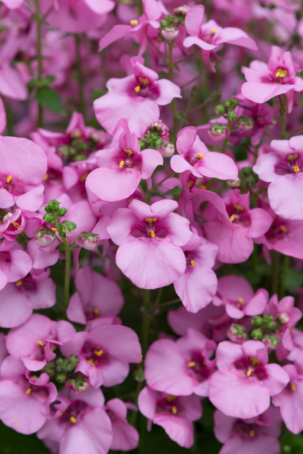 Diascia Diamond Pink