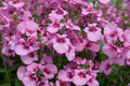 Diascia Diamond Pink