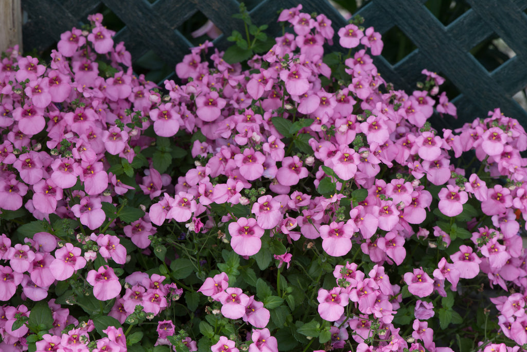 Diascia Diamond Pink