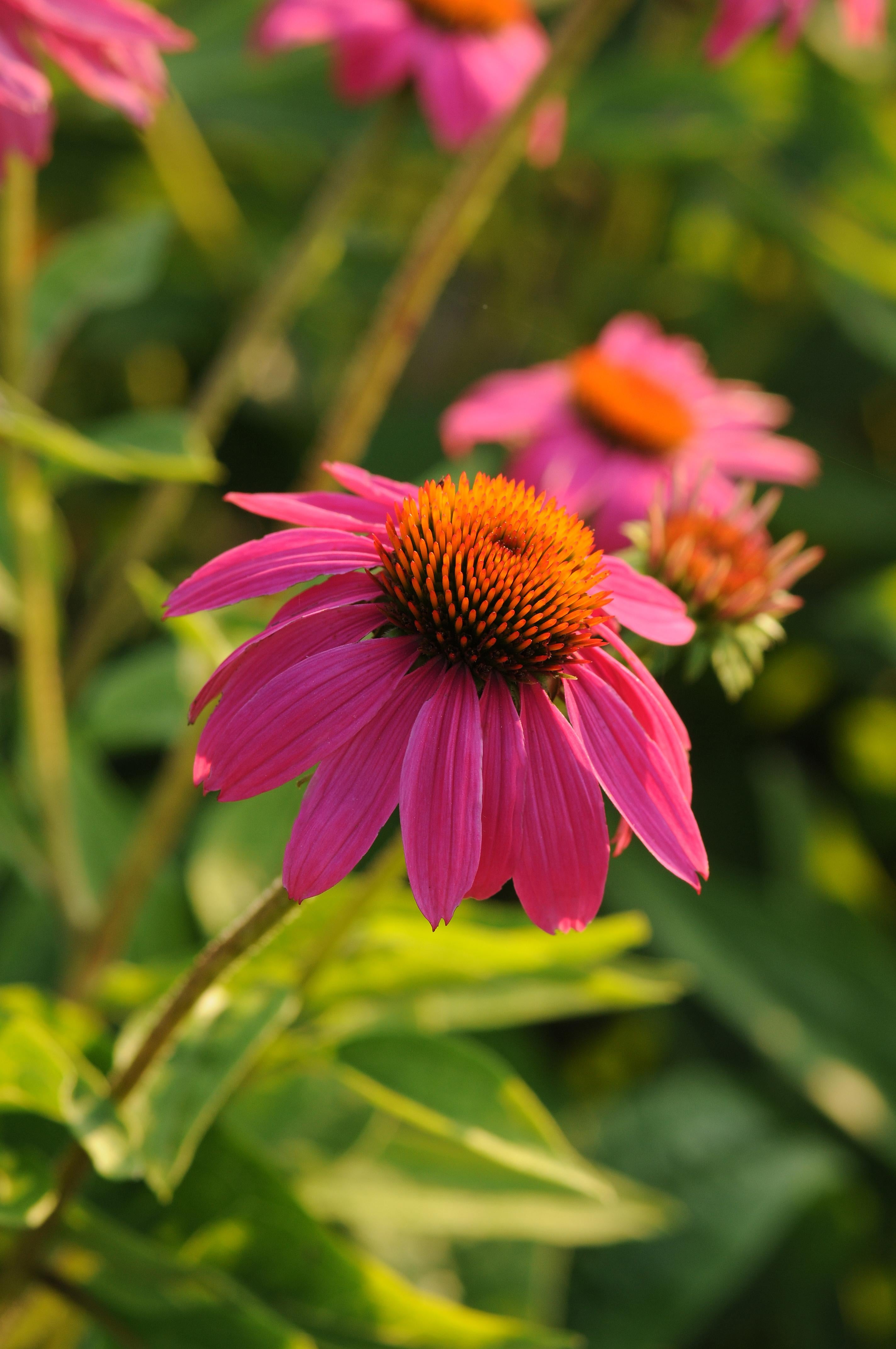 Echinacea PowWow Wild Berry