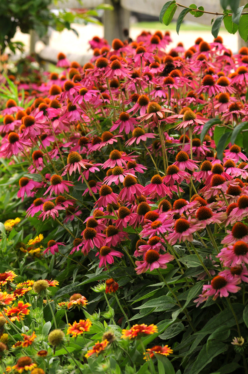 Echinacea PowWow Wild Berry
