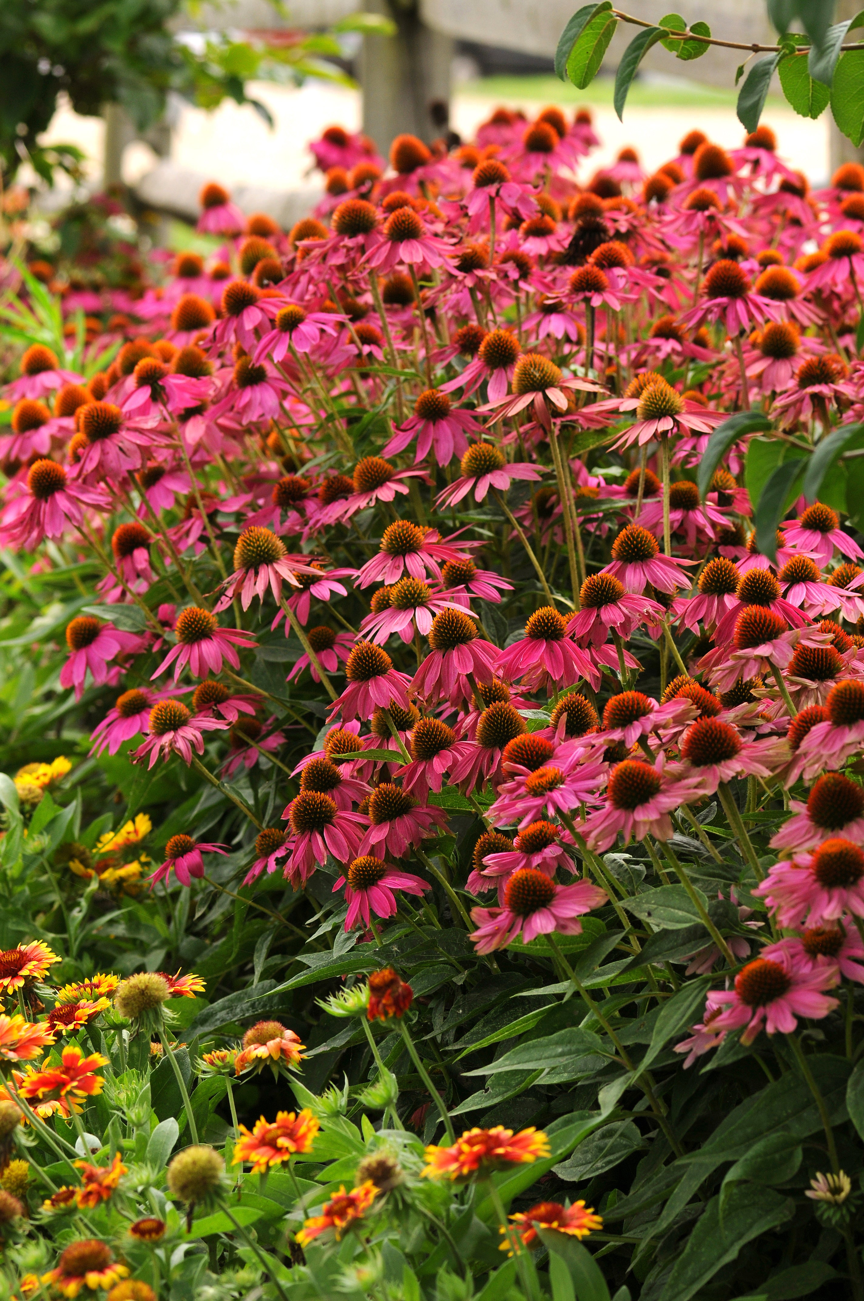 Echinacea PowWow Wild Berry