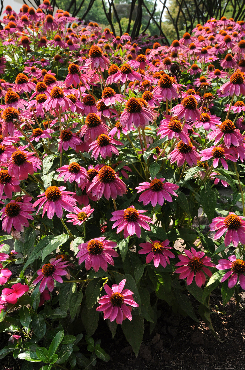 Echinacea PowWow Wild Berry