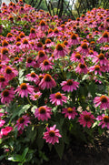 Echinacea PowWow Wild Berry