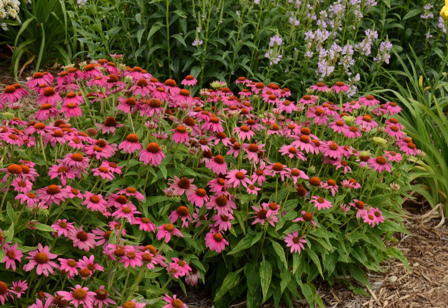Echinacea PowWow Wild Berry