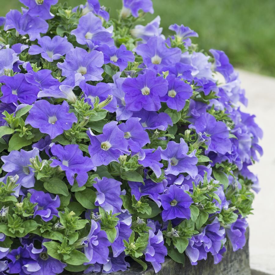 Petunia Fanfare Blue Sky