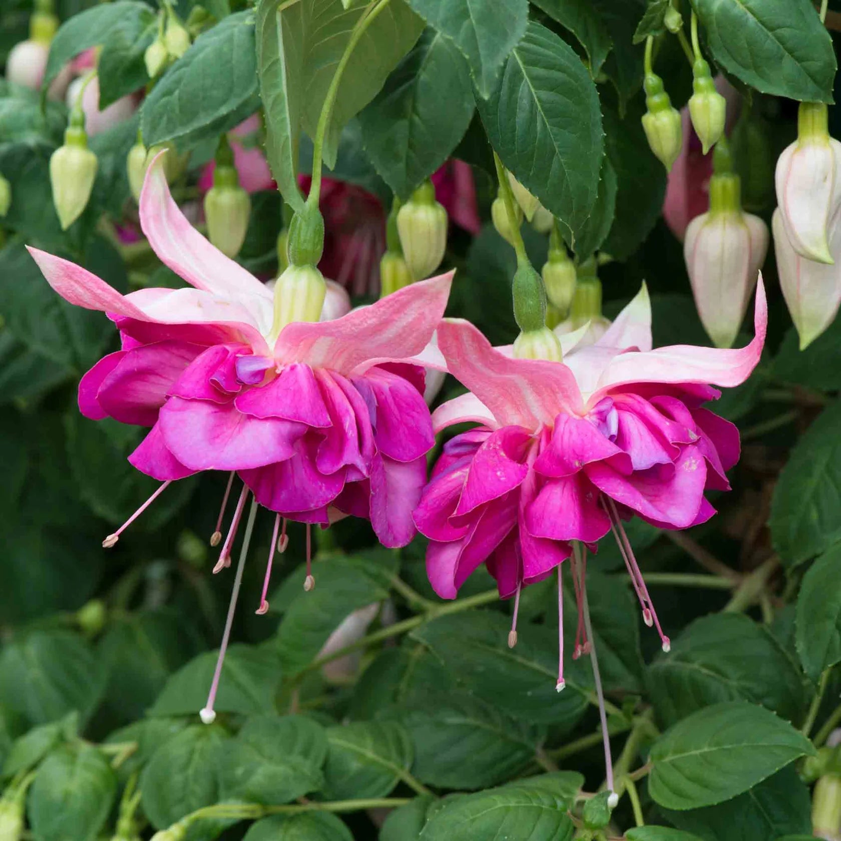 Fuchsia Southern Belles Bella Rosella