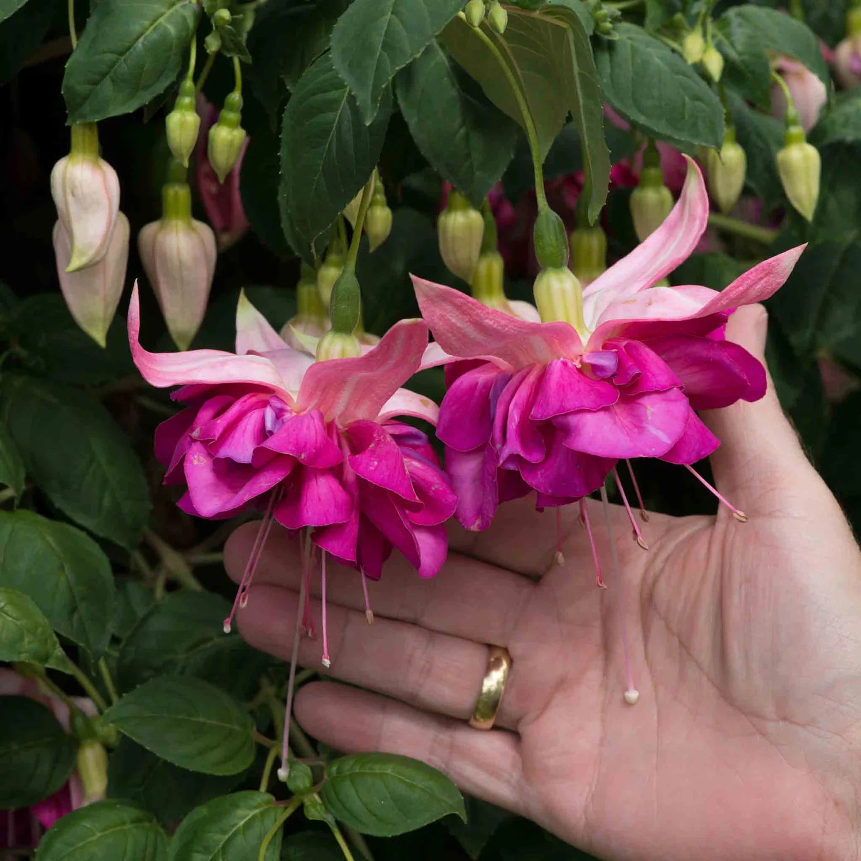 Fuchsia Southern Belles Bella Rosella