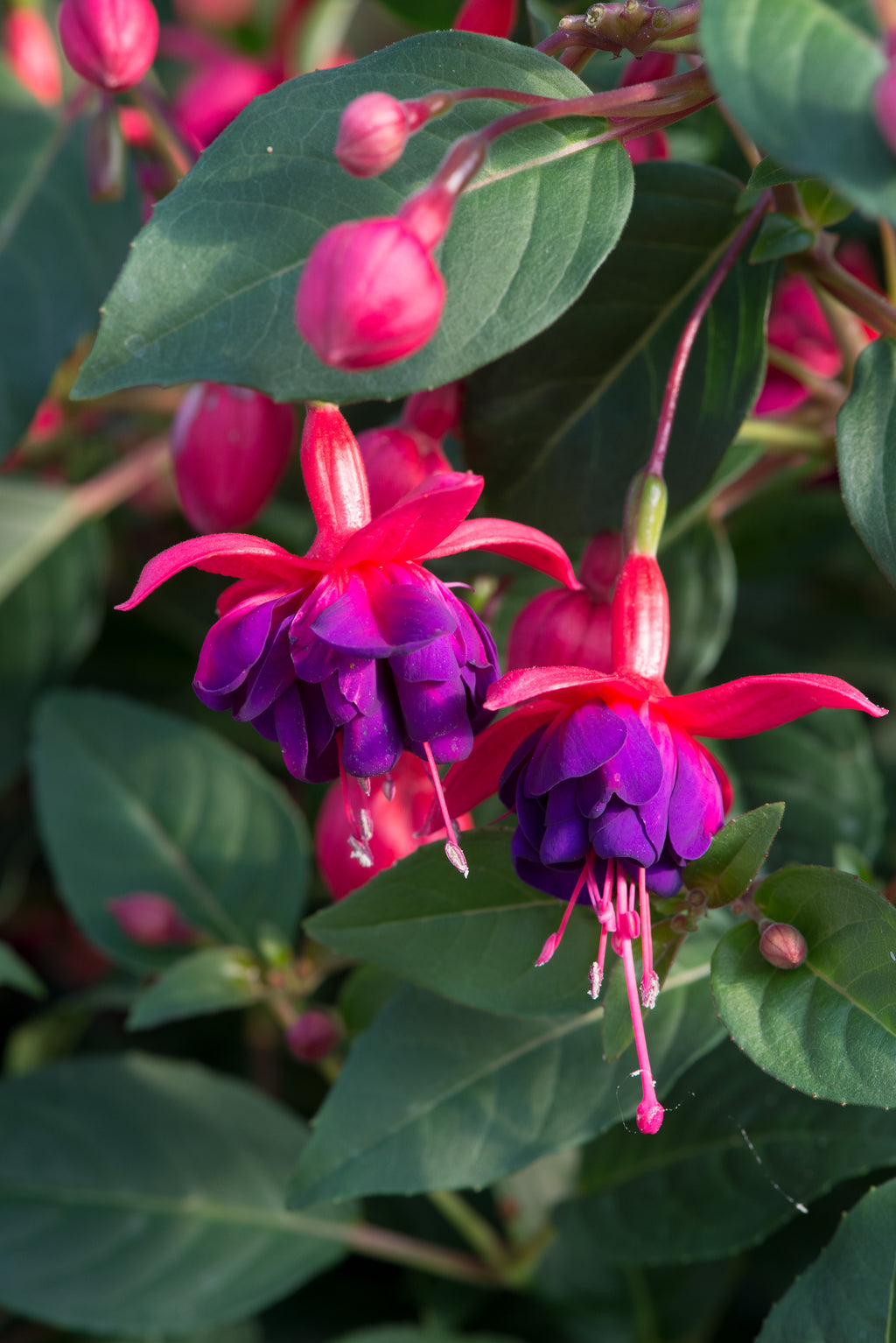 Fuchsia Upright Dollar Princess