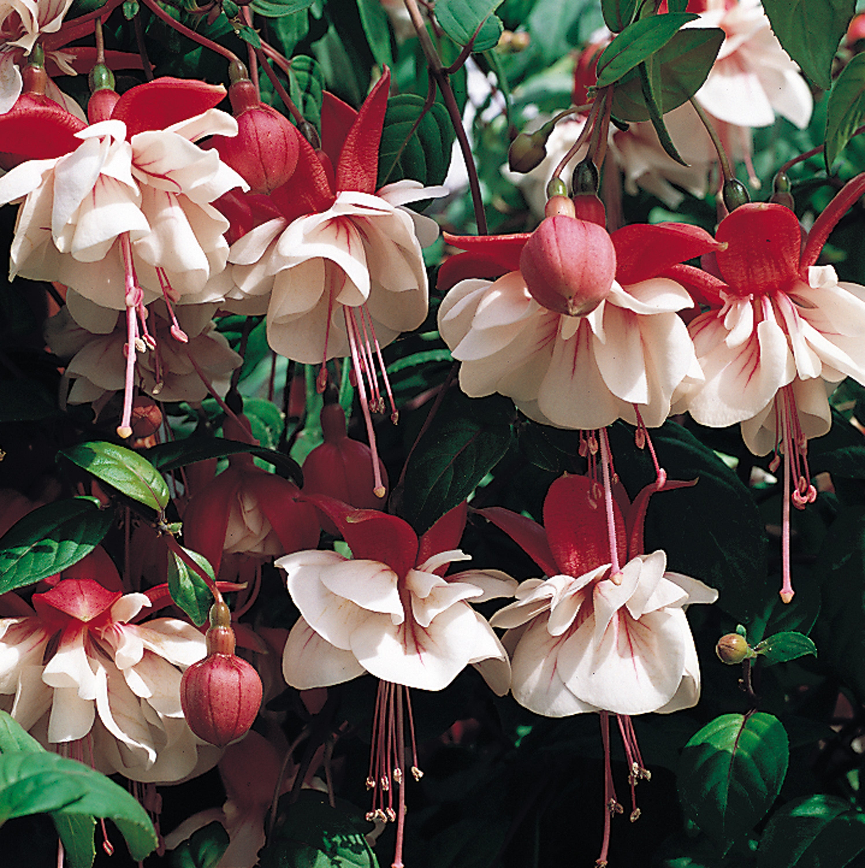 Fuchsia Swingtime