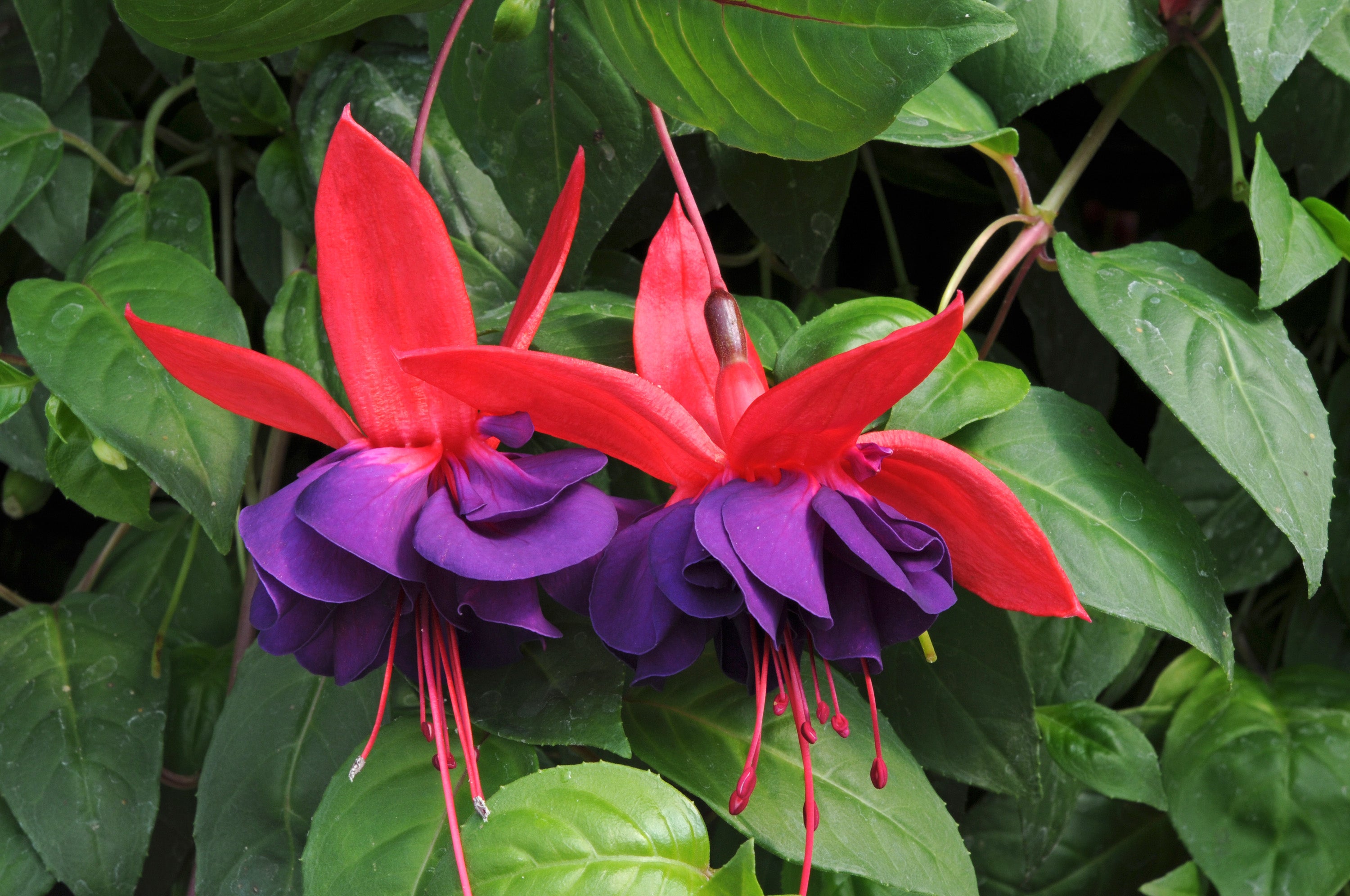 Fuchsia Southern Belles Voodoo