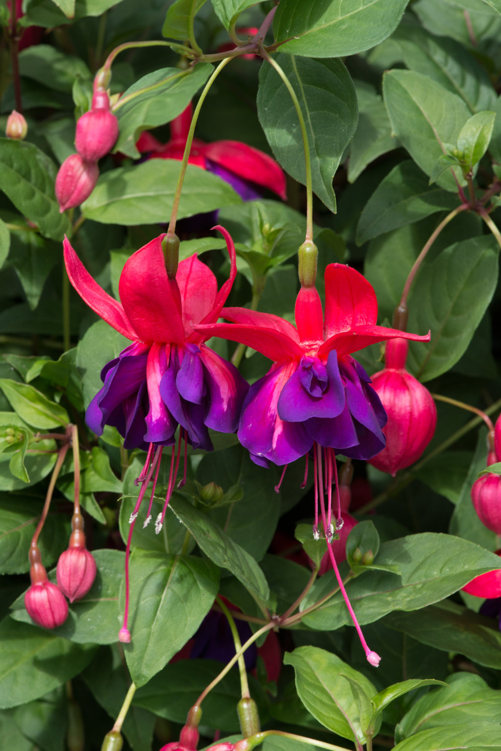 Fuchsia Southern Belles Voodoo