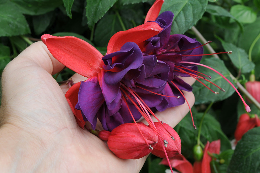 Fuchsia Southern Belles Voodoo