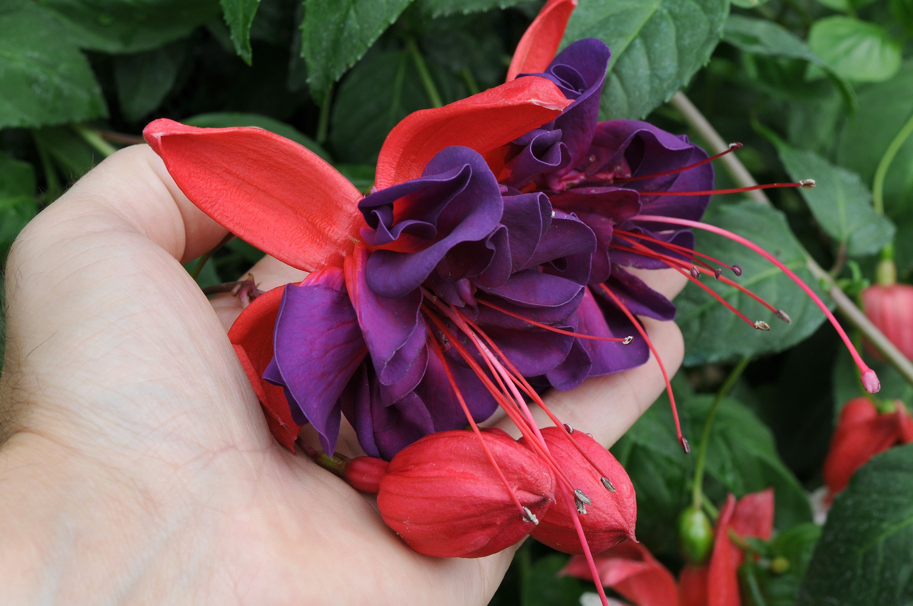 Fuchsia Southern Belles Voodoo