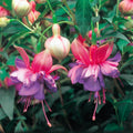 Fuchsia Upright Winston Churchill