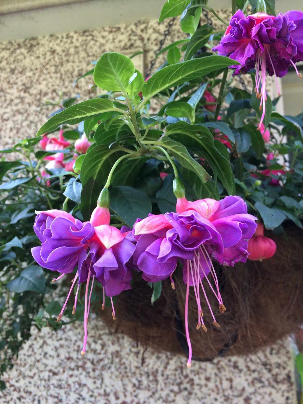 Fuchsia Southern Belles Cecile