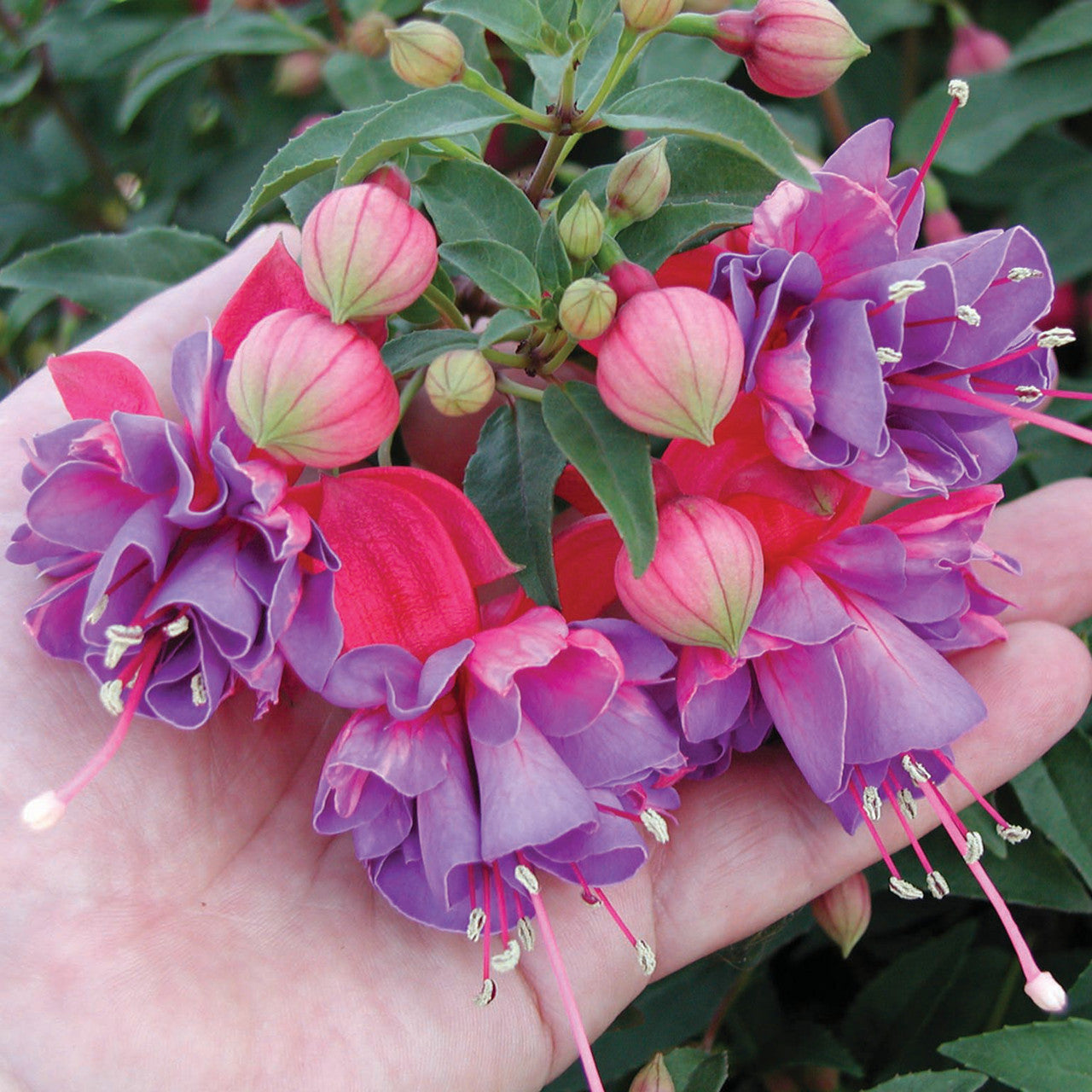 Fuchsia Upright Winston Churchill