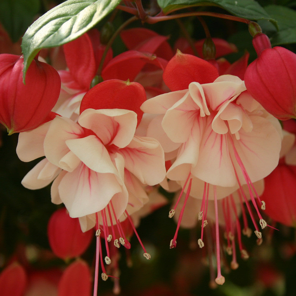 Fuchsia Swingtime