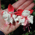Fuchsia Swingtime