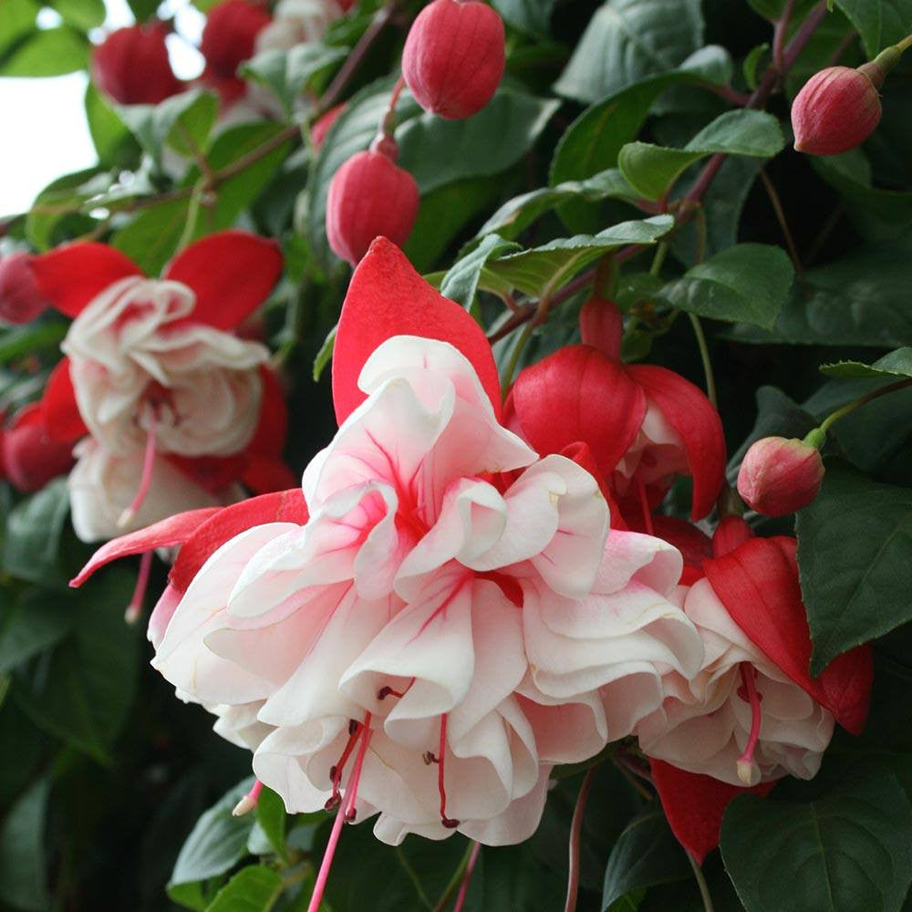 Fuchsia Swingtime