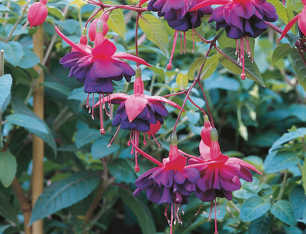 Fuchsia Upright Dollar Princess