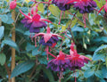 Fuchsia Upright Dollar Princess