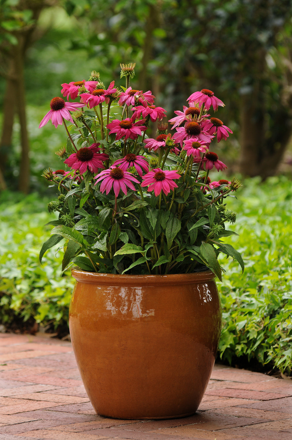 Echinacea PowWow Wild Berry