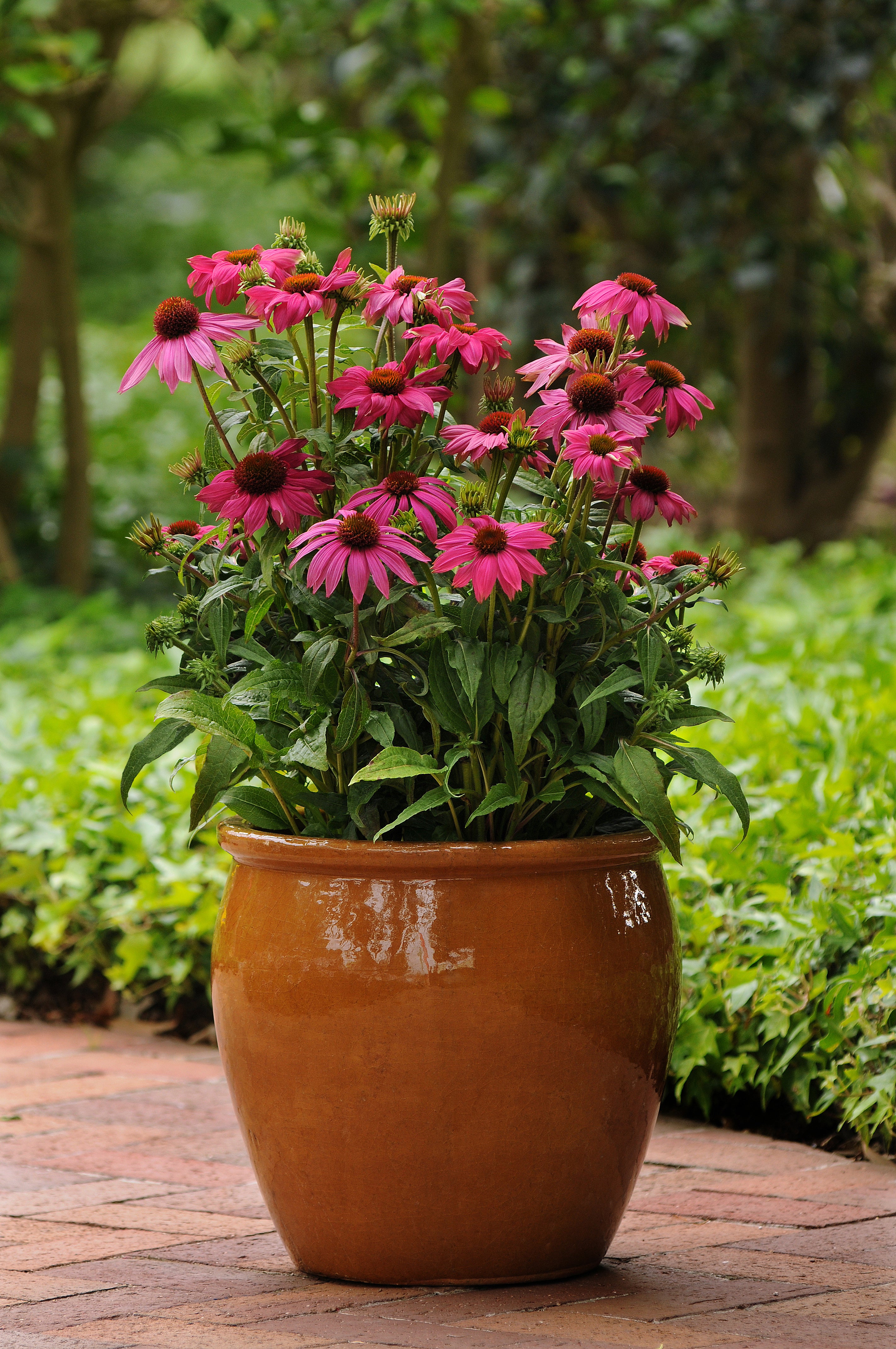 Echinacea PowWow Wild Berry