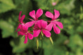 Ivy Leaf Geranium Decora Dark Pink