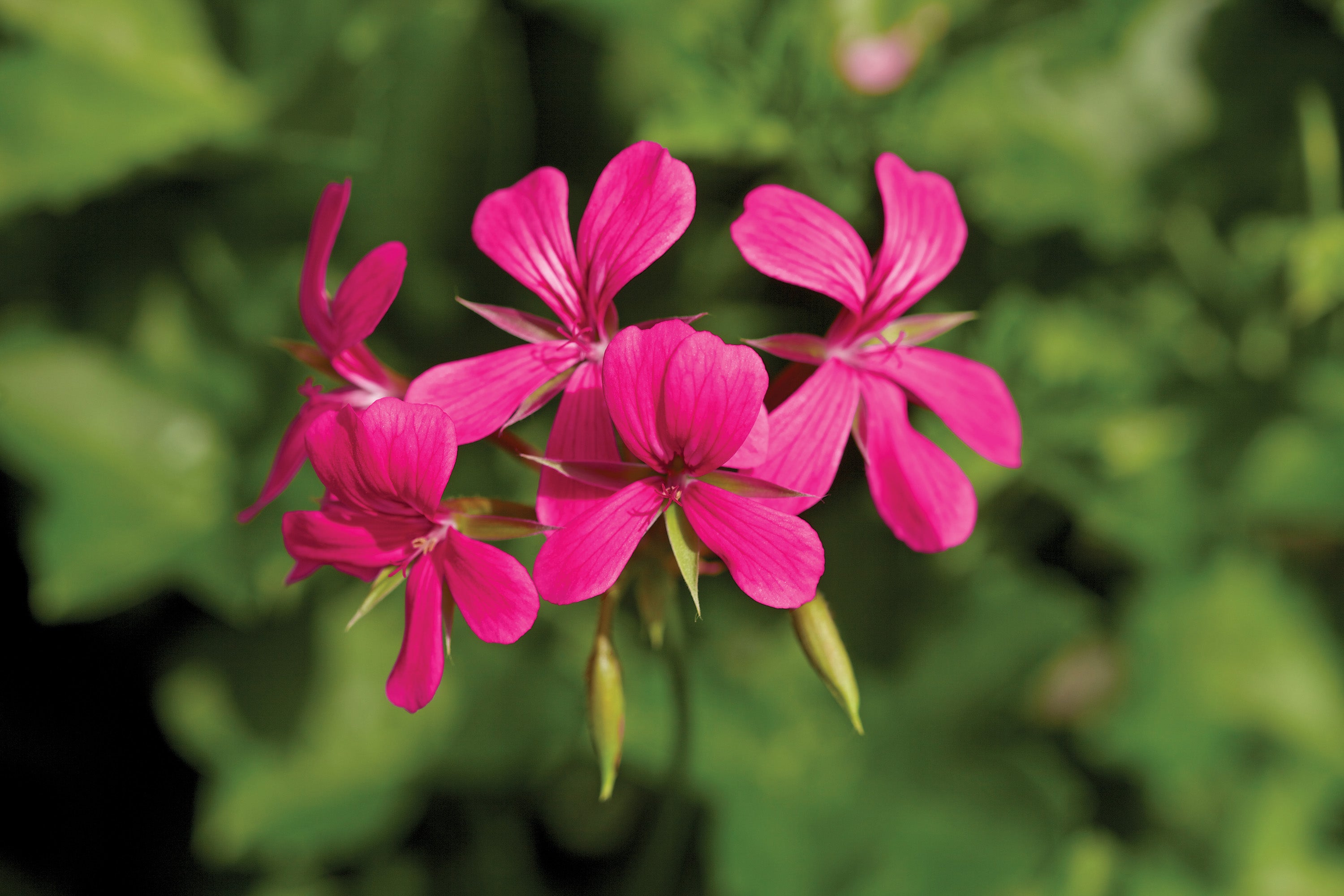 Ivy Leaf Geranium Decora Dark Pink