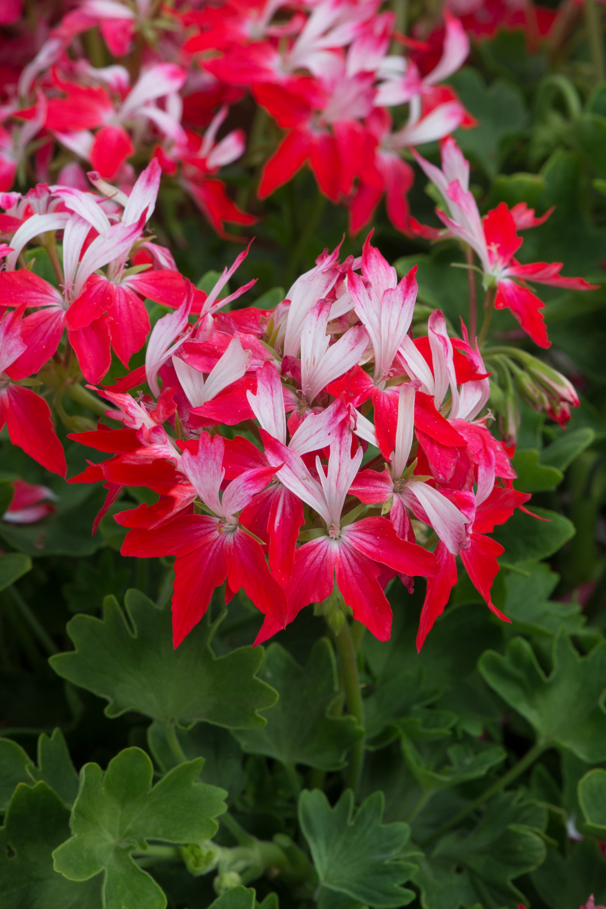 Zonal Geranium Summer Twist Red White