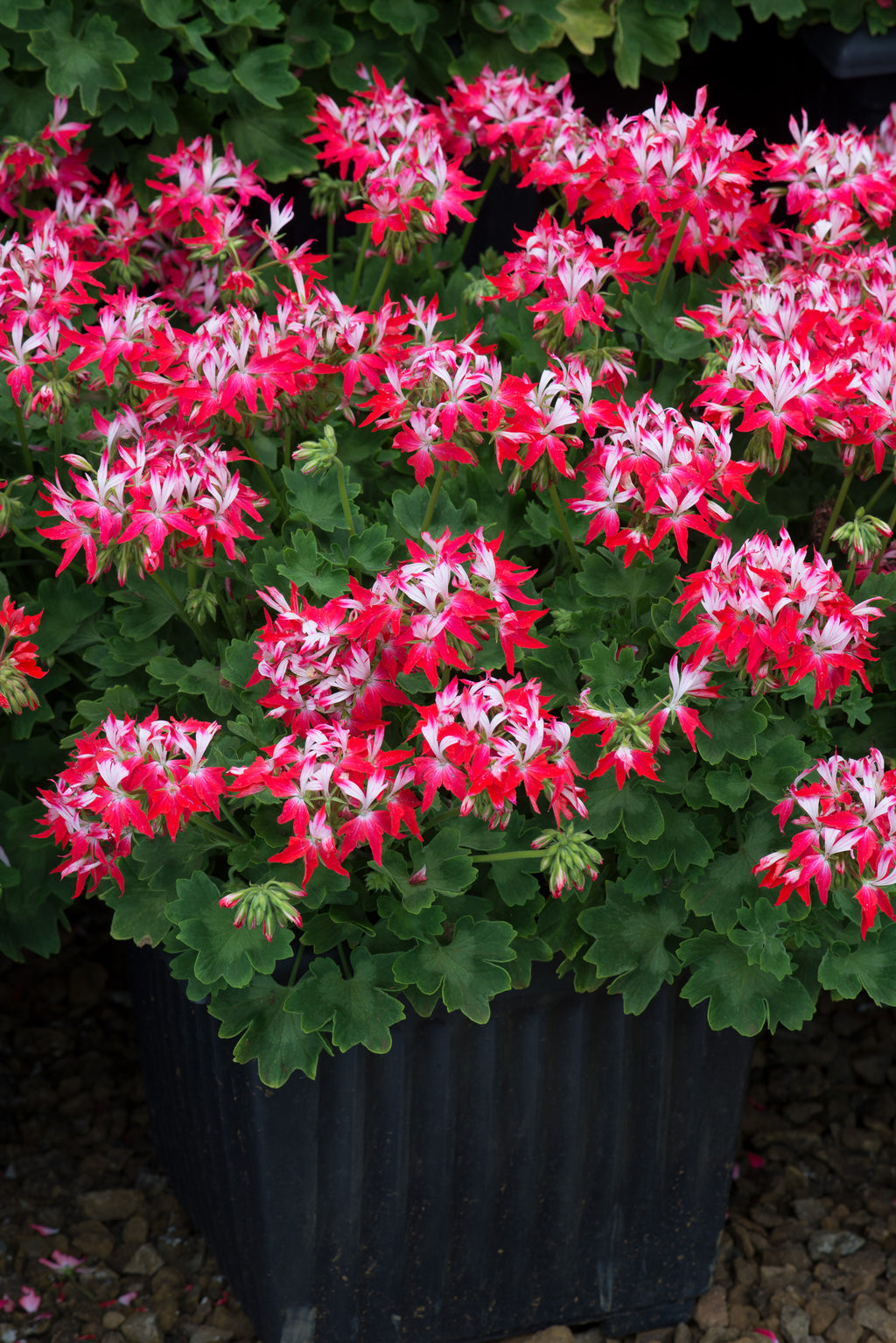 Zonal Geranium Summer Twist Red White