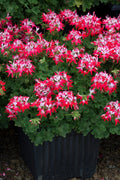 Zonal Geranium Summer Twist Red White