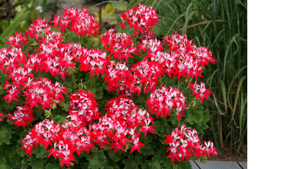 Zonal Geranium Summer Twist Red White