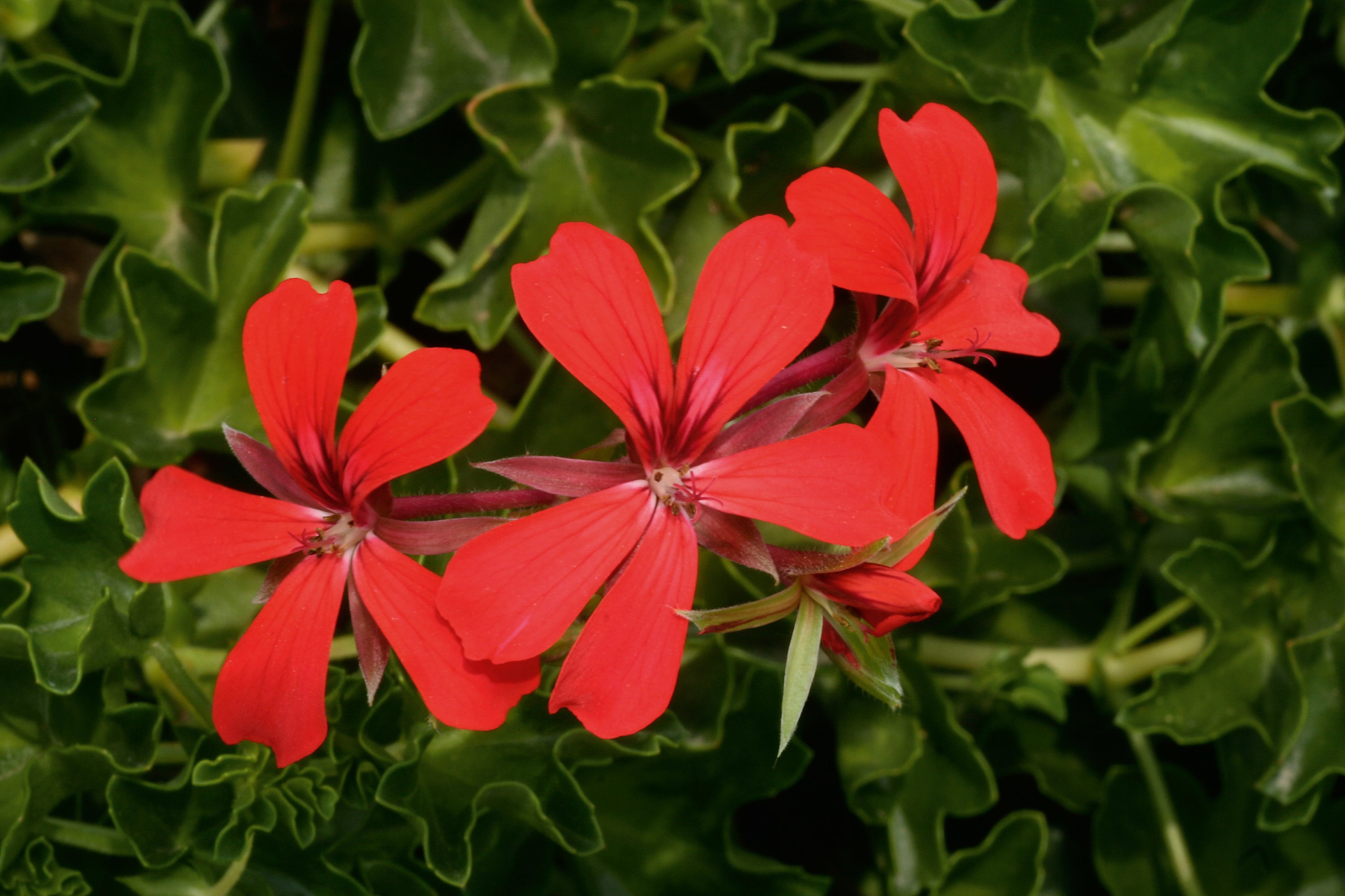 Ivy Leaf Geranium Decora Red