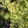 Helichrysum Gold