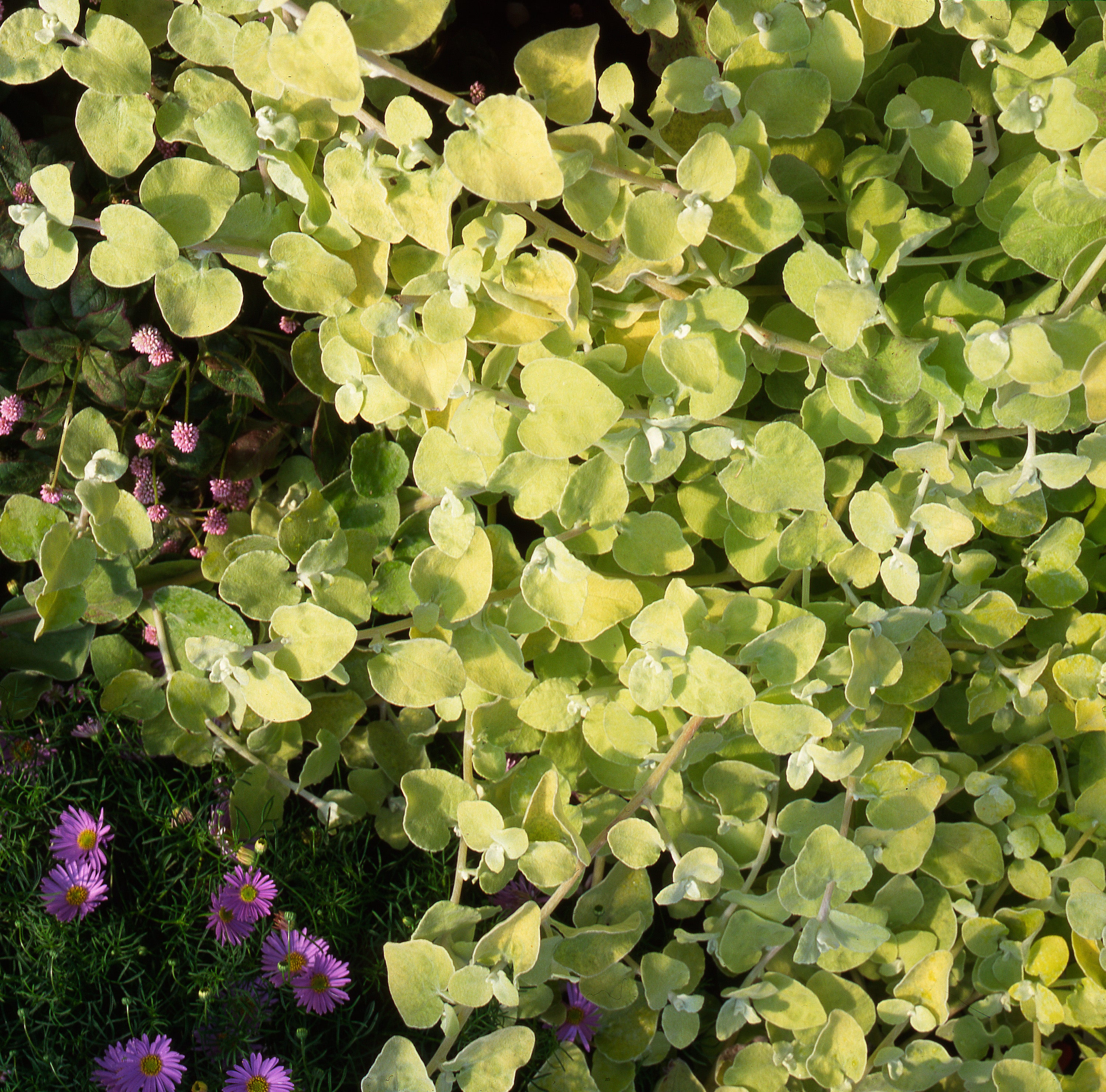 Helichrysum Gold
