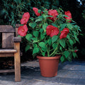 Hibiscus Luna Red