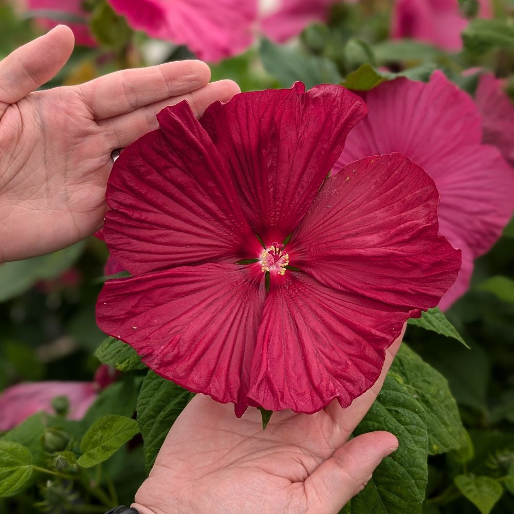 Hibiscus Luna Red