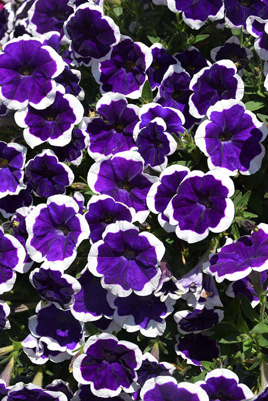 Petunia Cascadias Rim Violet
