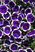 Petunia Cascadias Rim Violet