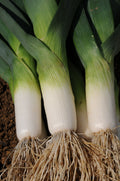 Leek Jolant