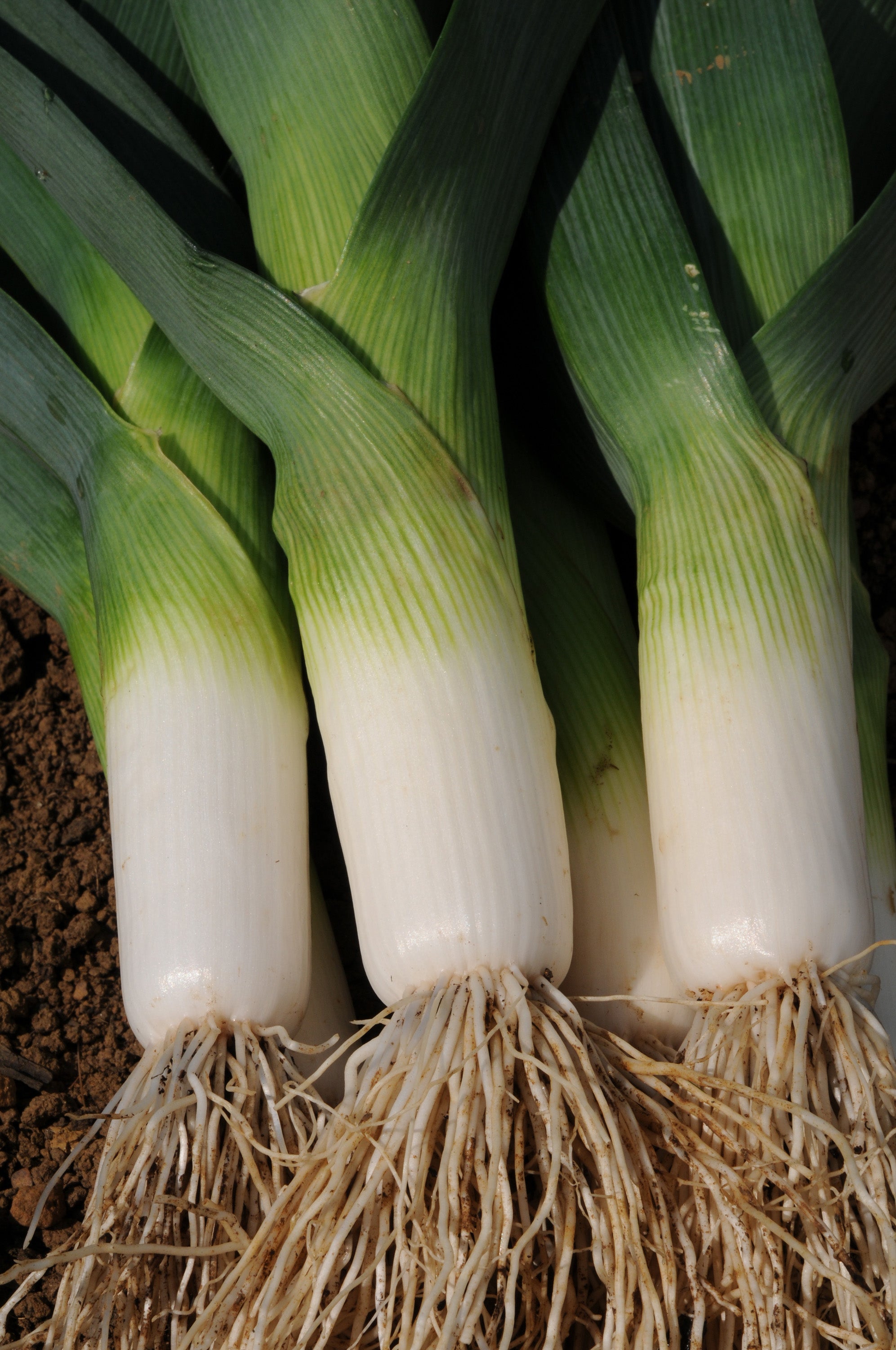 Leek Jolant