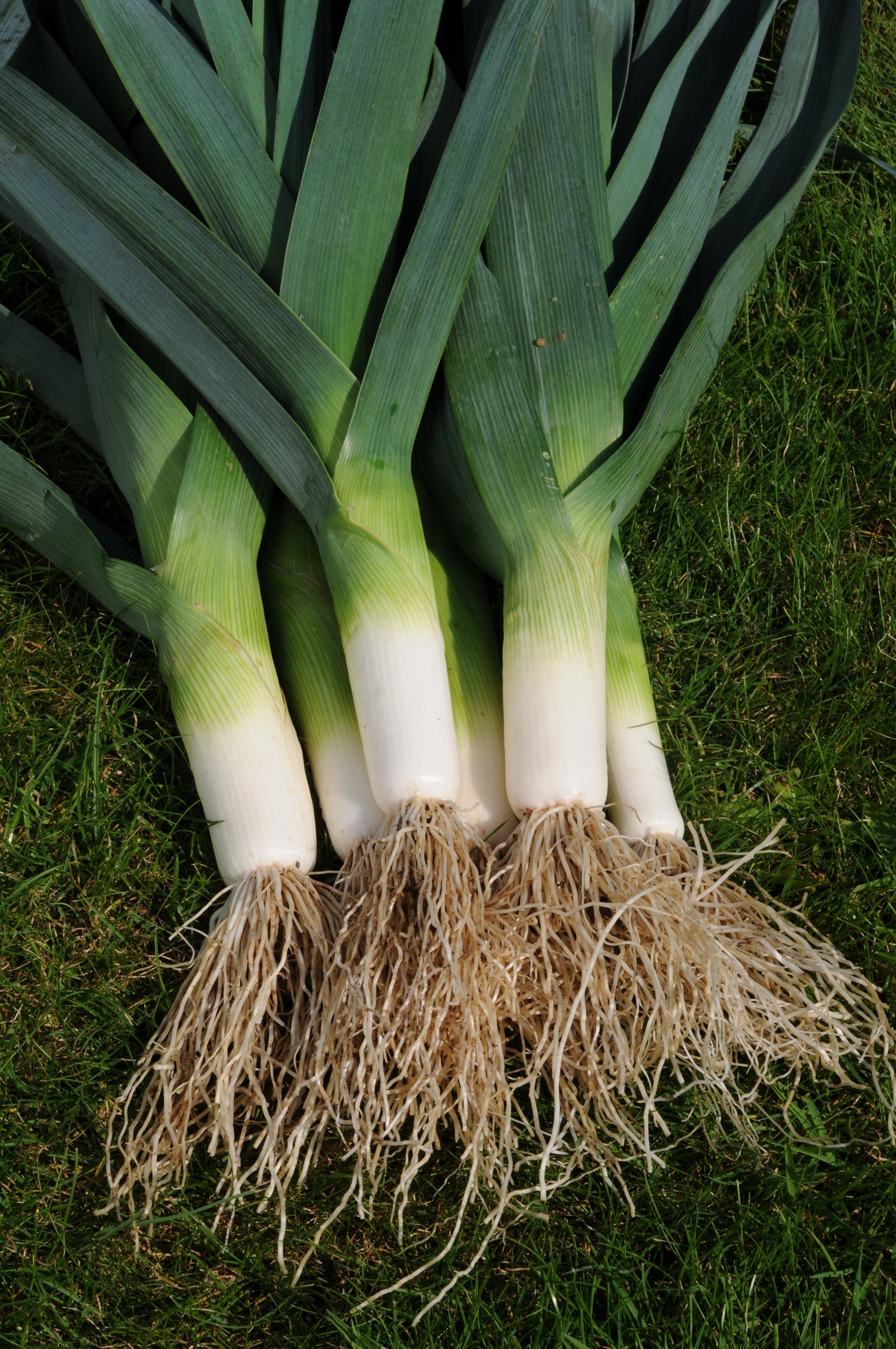 Leek Jolant