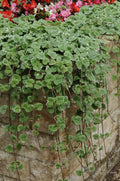 Nepeta