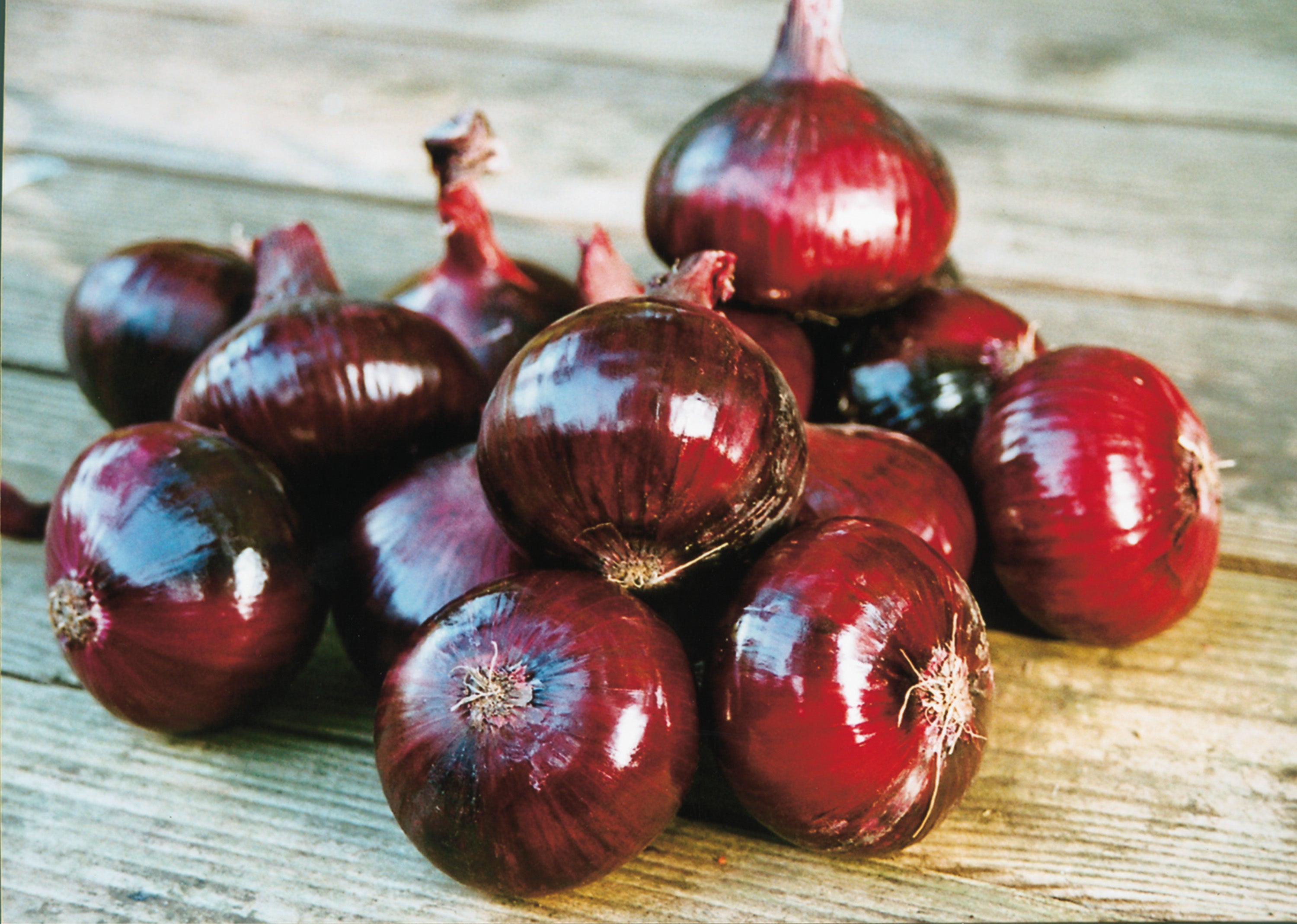 Onion Red Baron