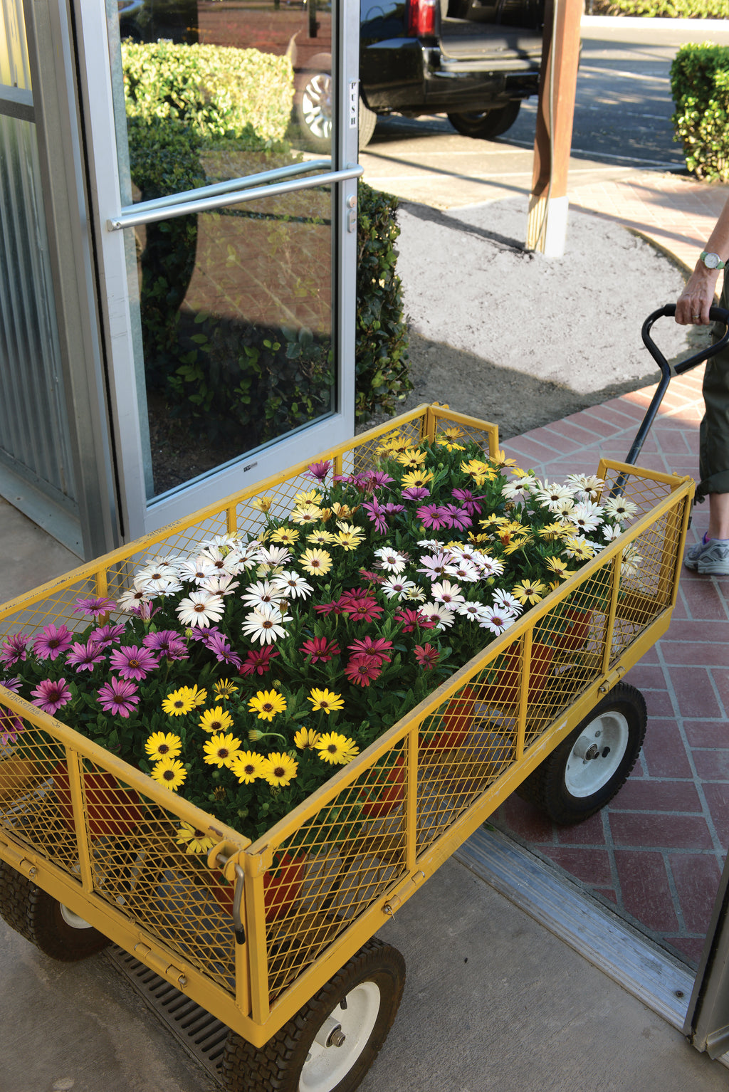 Osteospermum Akila Grand Canyon Mix
