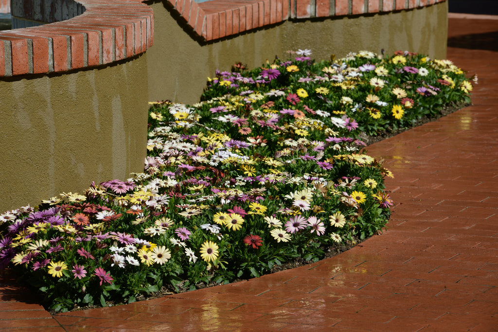 Osteospermum Akila Grand Canyon Mix