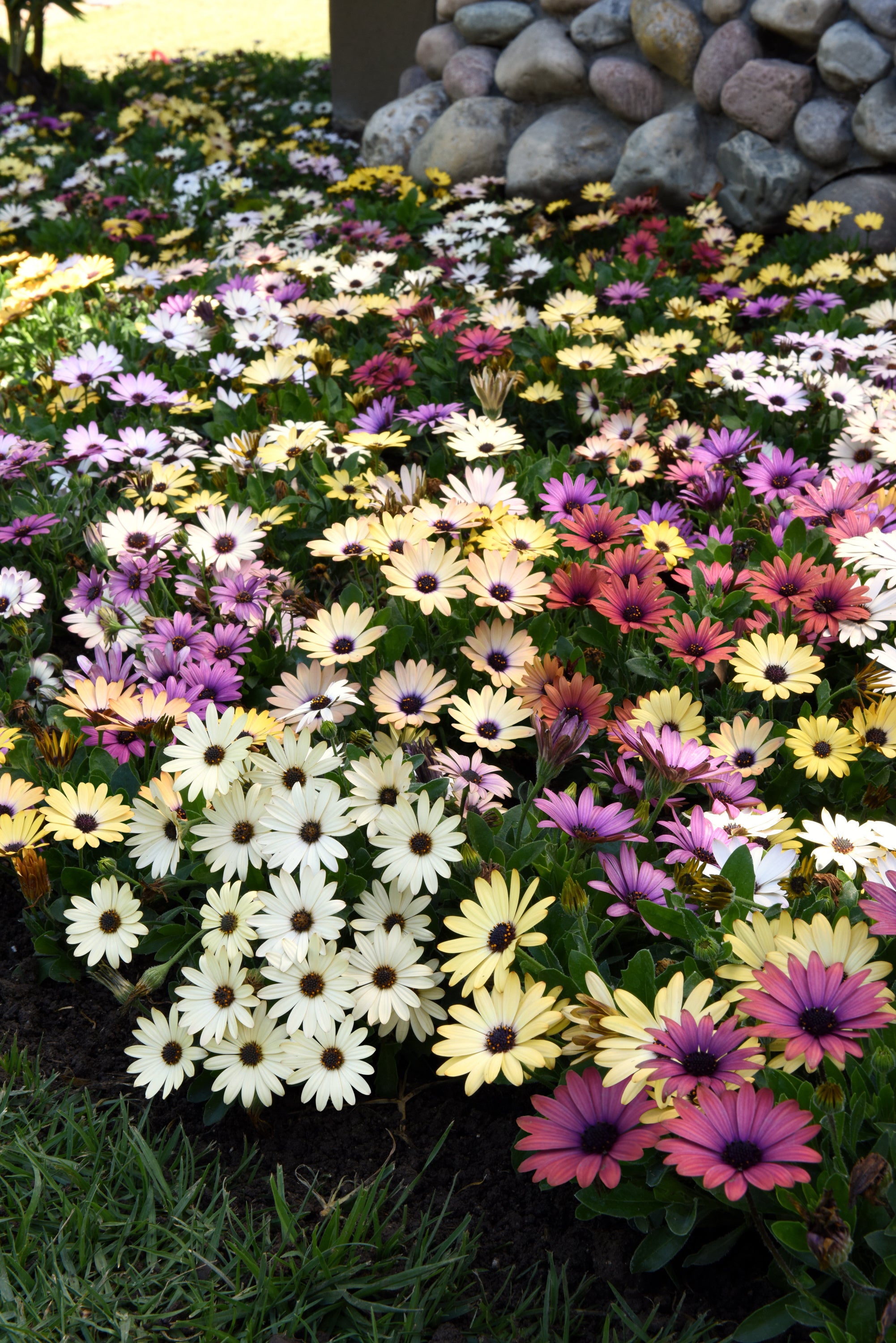Osteospermum Akila Grand Canyon Mix